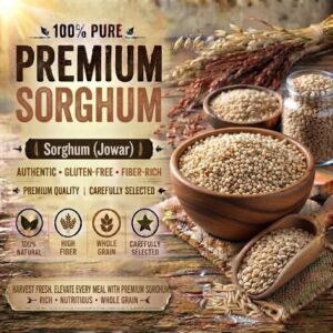 Sorghum Jowar
